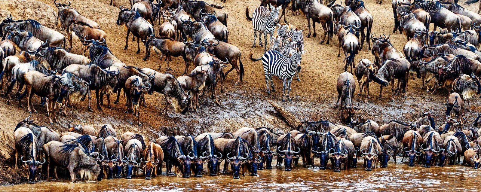 When Is the Best Time to See the Great Migration?