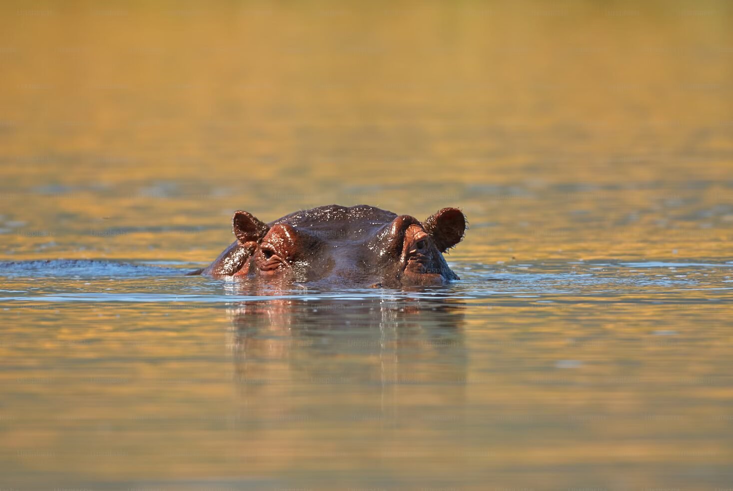 Lake Manyara National Park