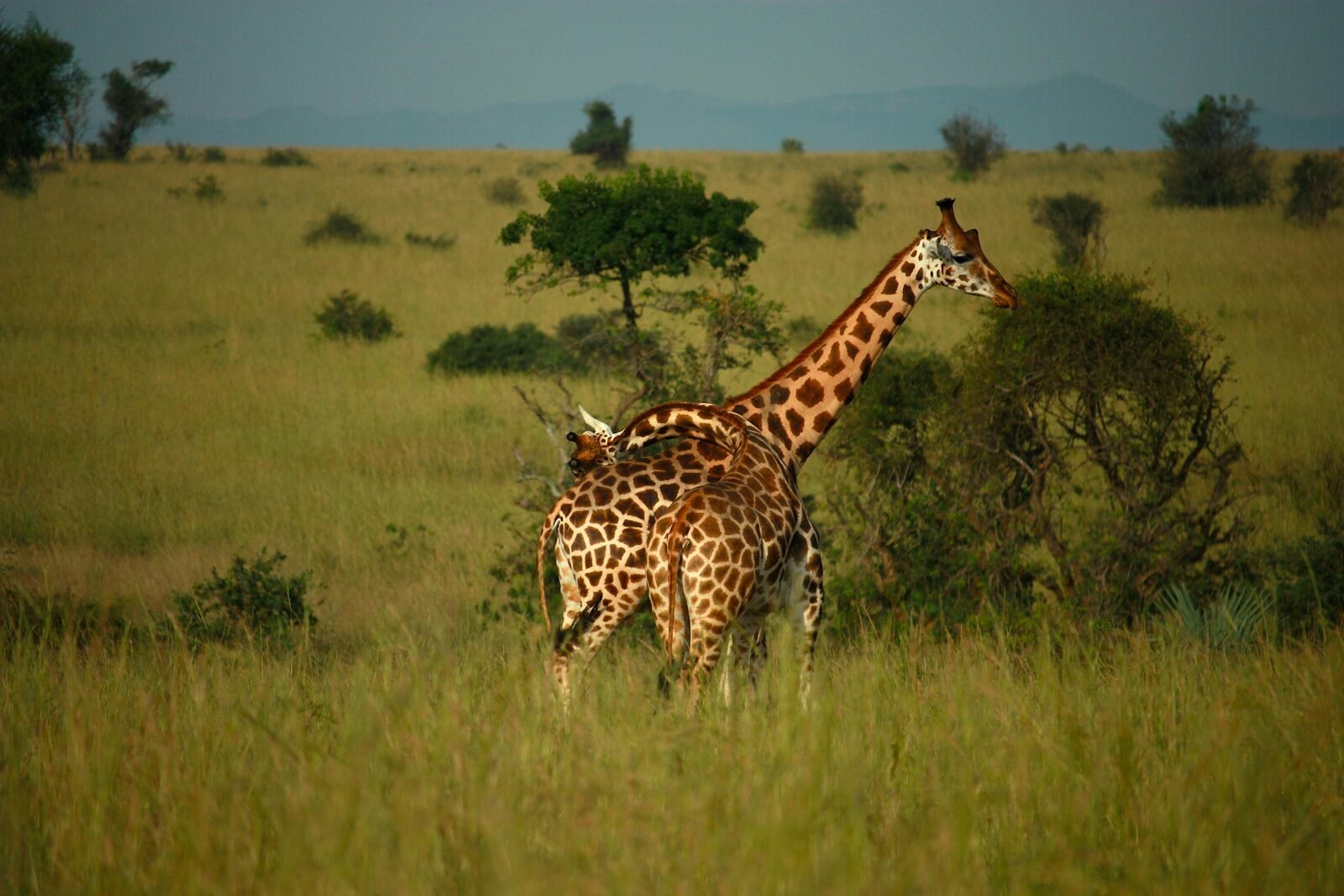 Ngorongoro Crater