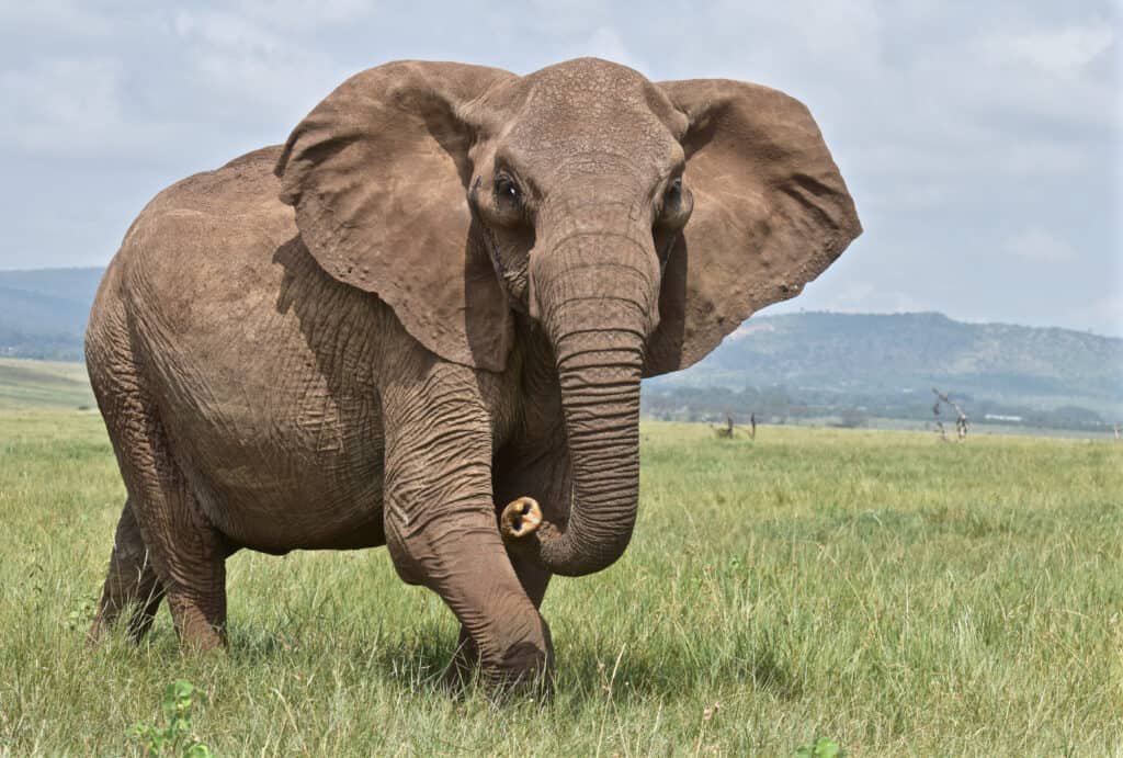 Tarangire, Ngorongoro, Serengeti and Zanzibar Escape — 5 Days