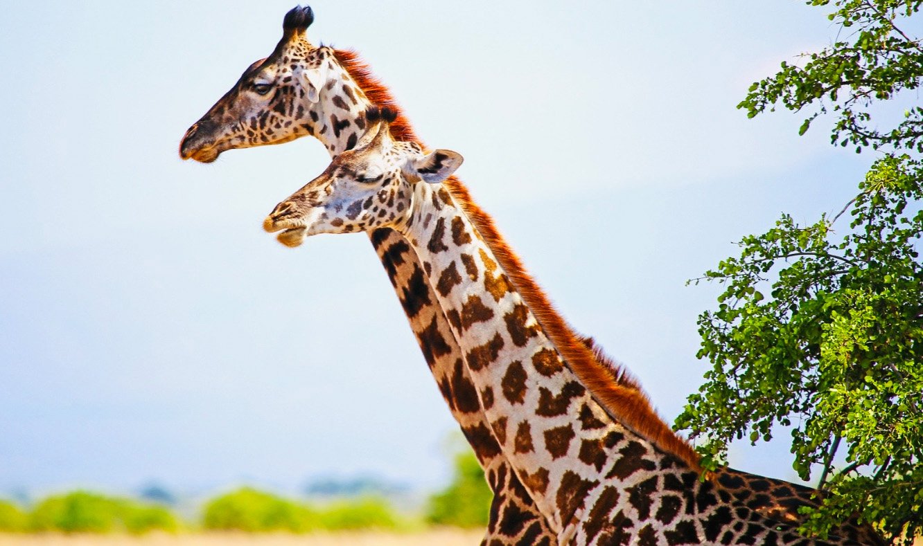 5 days camping safari in Serengeti and Materuni midrange