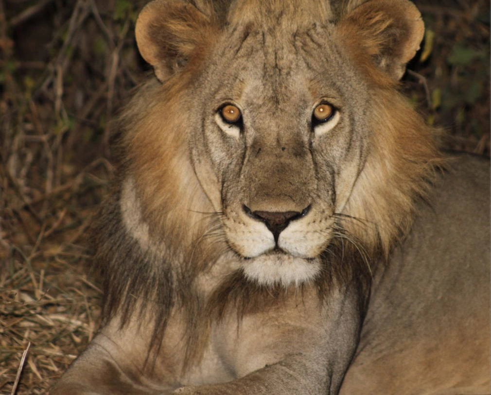 5 Days Fly-in Serengeti and Tarangire from zanzibar luxury safari