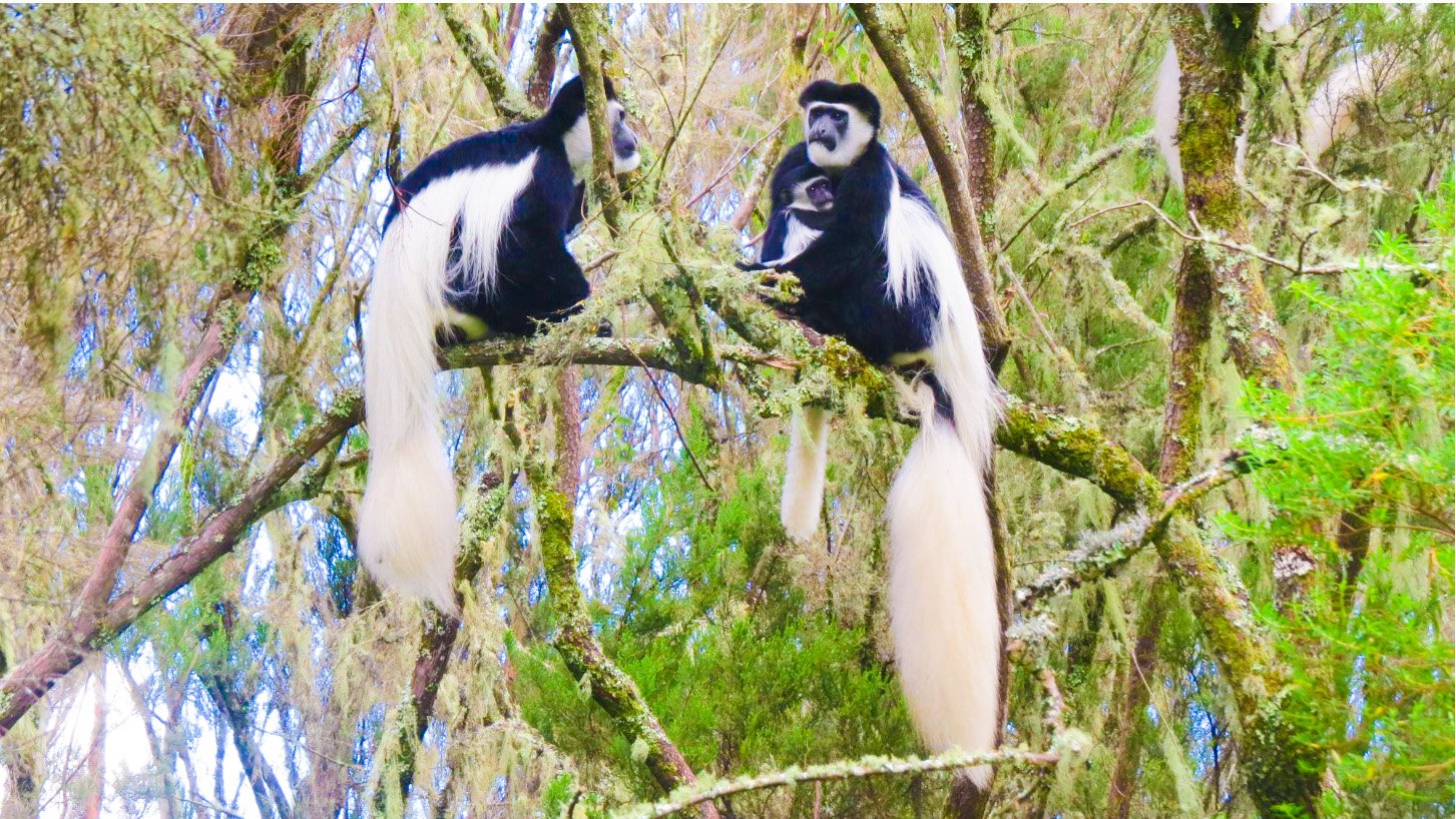 5 Days Northern Circuit Luxury Safari Tanzania