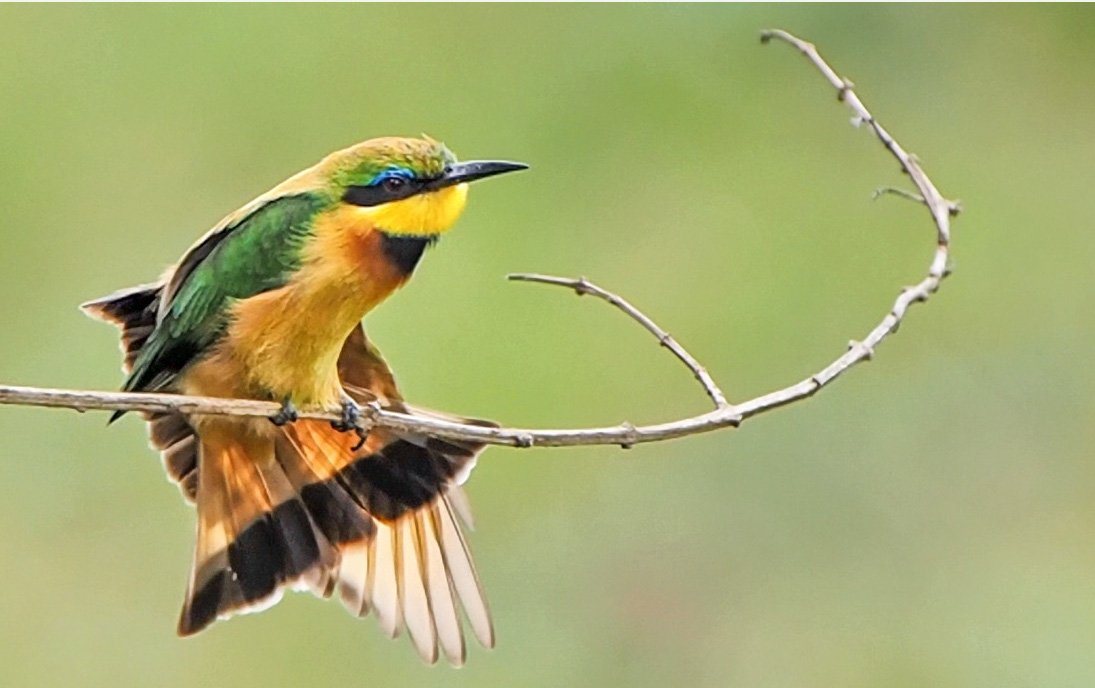 5 days serengeti and ngorongoro big five midrange safari