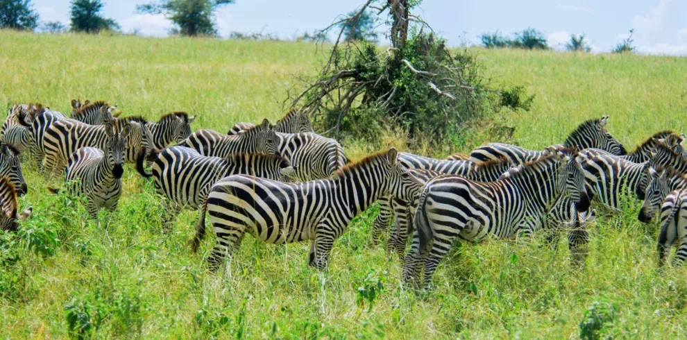 5 days, Serengeti, Ngorongoro, and Lake Manyara safari. mid-range