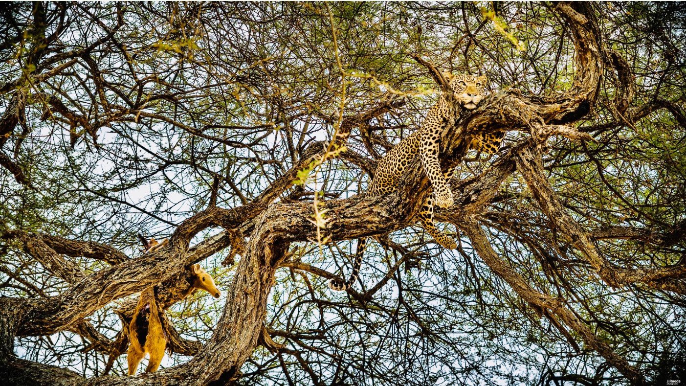 5 days Tarangire,Serengeti, and Ngorongoro mid-range safari