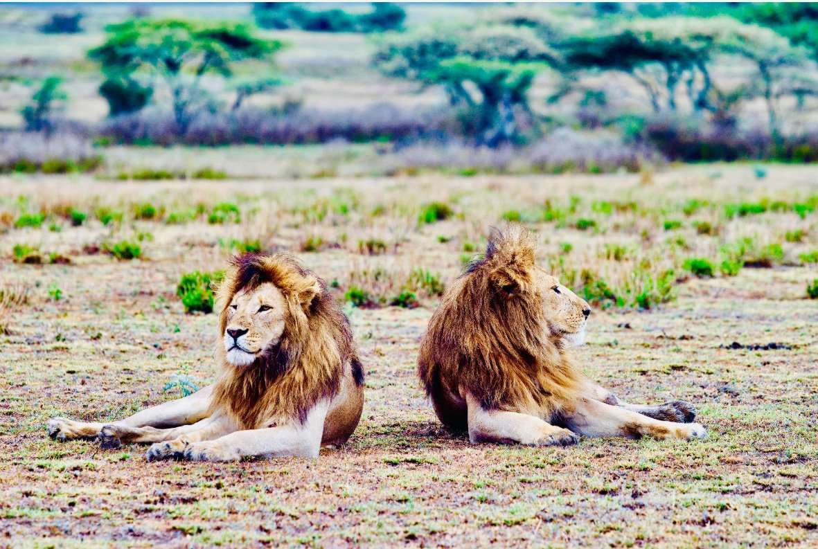 5 days tarangire to serengeti fly-in experience
