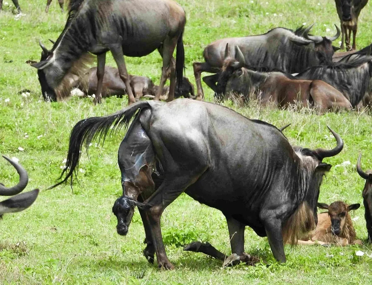 6-day Ultimate Serengeti Safari Experience