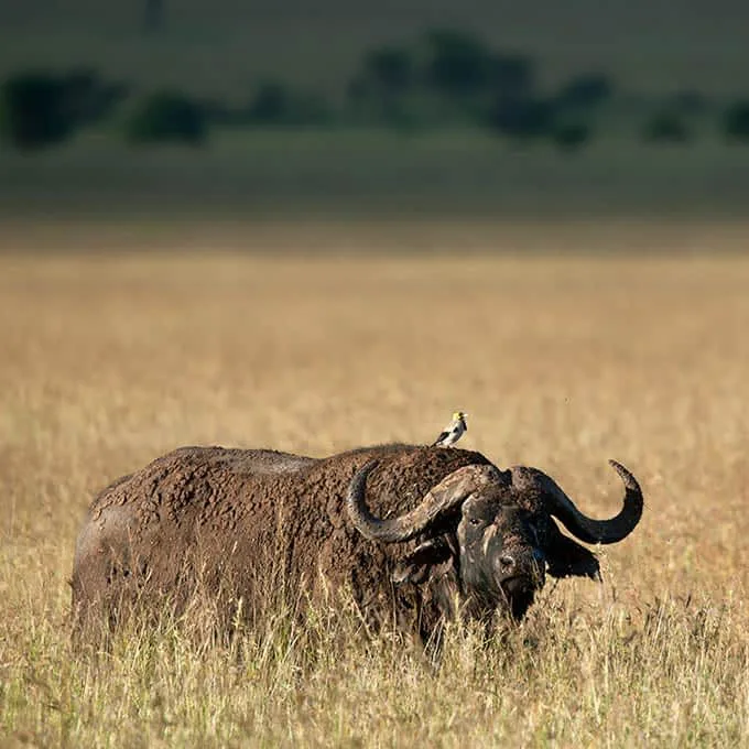 6-days Big Five Safari In Tanzania