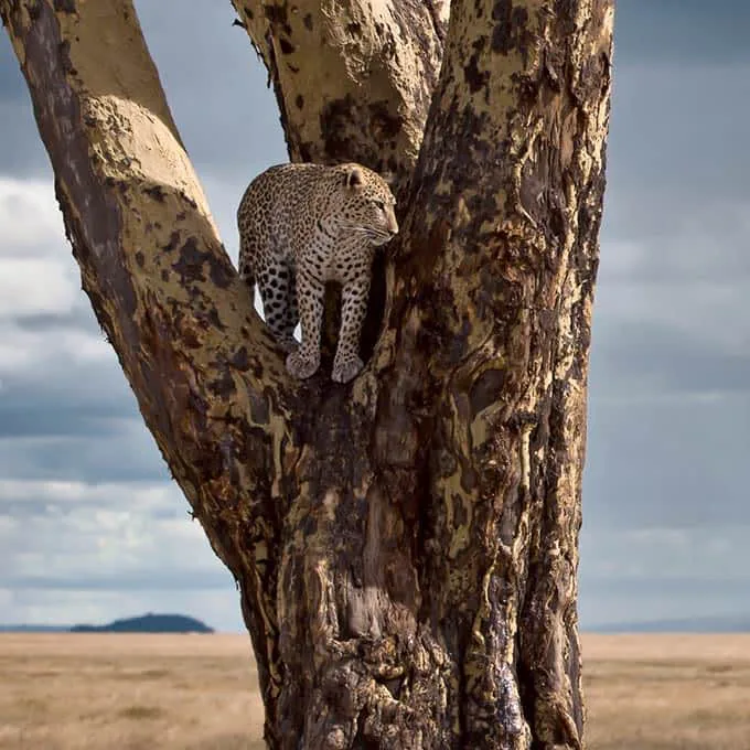 6 days classic northern Tanzania safari ( mid-range) safari