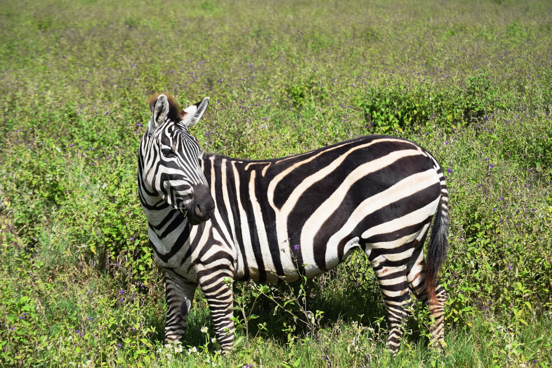 6-Days Serengeti and Ngorongoro safari adventure