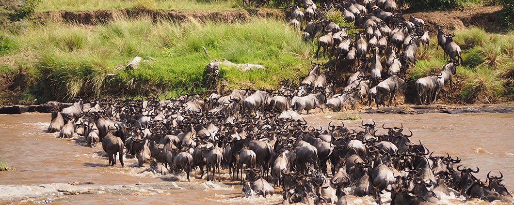The Best of Serengeti Great Migration & Mara River — 8 Days