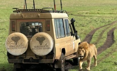 Kilimanjaro Lemosho Climb & Northern Circuit Safari — 12 Days