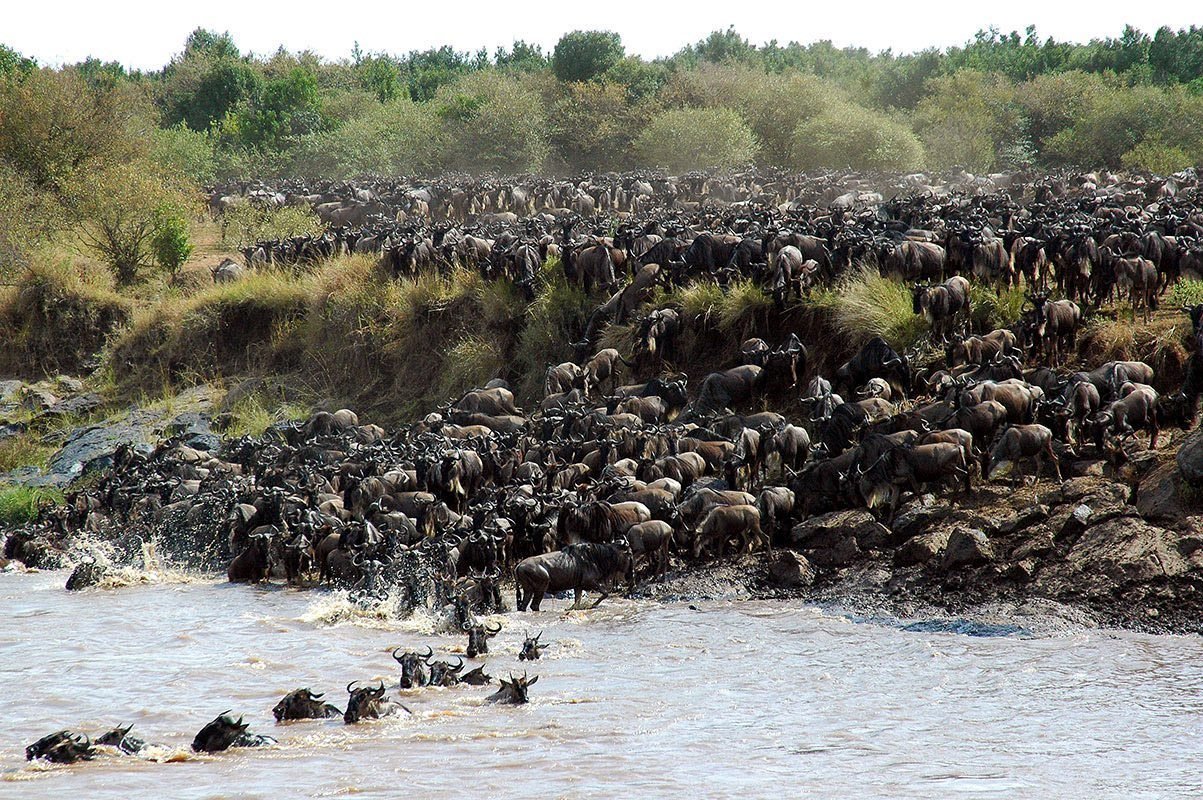 Kilimanjaro Machame Climb & Serengeti Safari — 10 Days