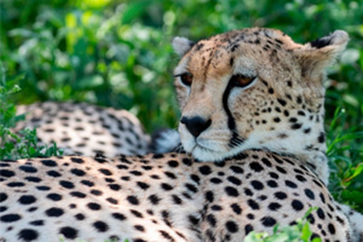 Kilimanjaro Machame Climb, Serengeti Safari & Zanzibar — 13 Days