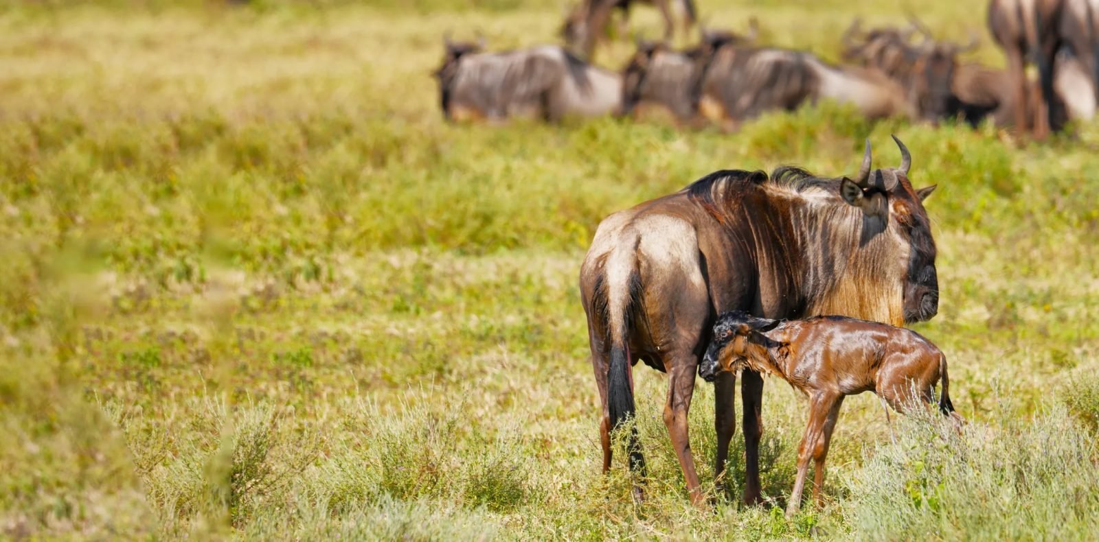 Kilimanjaro Marangu Climb & Ndutu Calving Season Safari — 9 Days