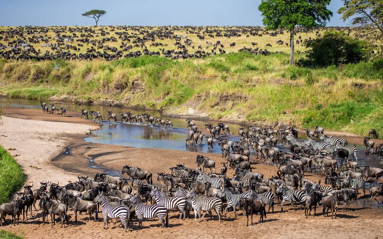 Kilimanjaro Marangu Climb, Ndutu Migration & Zanzibar Beach — 12 Days