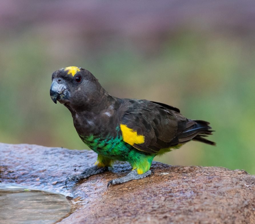 Kilimanjaro Marangu Climb, Ngorongoro Safari & Zanzibar Beach — 11 Days